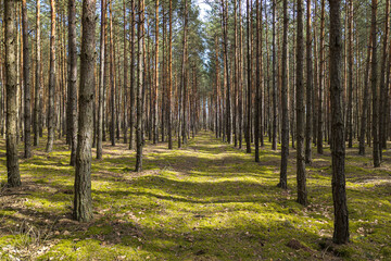 Obraz premium Path in the forest