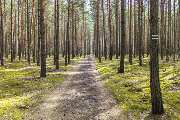 Road in forest