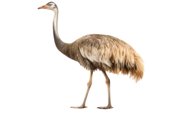 Deurstickers An elegant ostrich stands confidently against a stark white background © FMSTUDIO