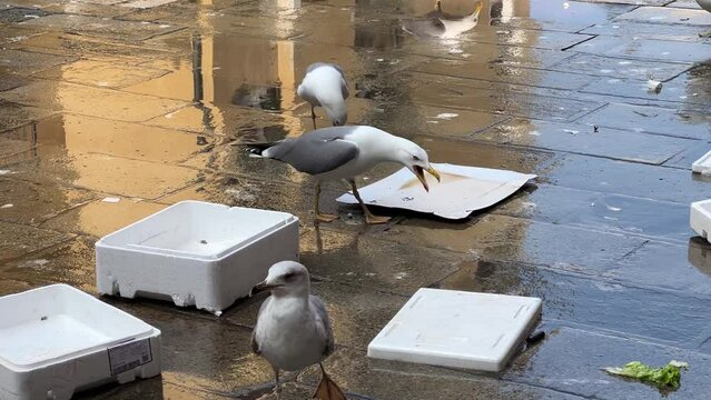 Gaviotas comiendo en la basura de un mercado. Gaviotas pele&aacute;ndose por comida