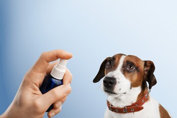 Owner and treatment of dogs ticks and fleas,