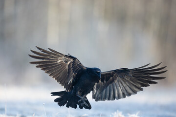 Bird beautiful flying raven Corvus corax North Poland Europe
