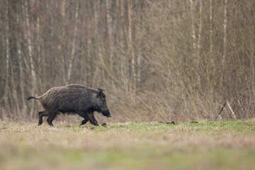 Mammals - Wild boar Sus scrofa, animal runing, early spring meadow, wildlife Poland Europe