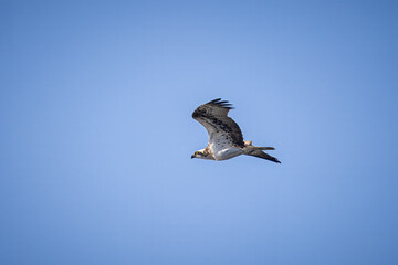 Osprey flights in the blue sky perpendicular to the camera lens on a sunny spring day.