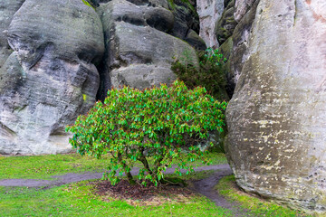 tree against the background of rocks