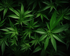 Cannabis background. - obrazy, fototapety, plakaty