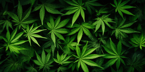 Cannabis background. - obrazy, fototapety, plakaty