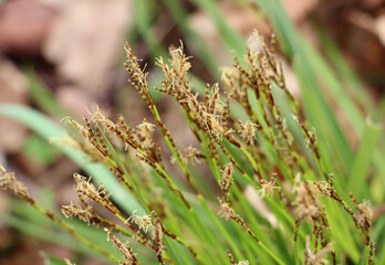 Carex digitata grows in the forest