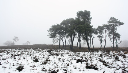 pine trees in mist and snow near utrecht in the netherlands