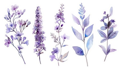 Delicate watercolor arrangements with lavender flowers, wildflowers, leaves and branches, botanical wallpaper - obrazy, fototapety, plakaty