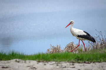 white stork in the nest