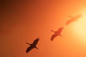 Obraz premium Sandhill cranes (Grus canadensis) in flight; Crane Trust; Nebraska