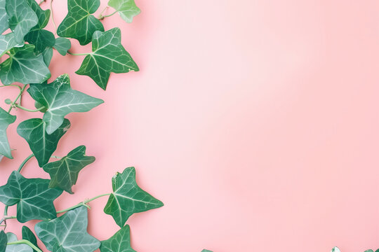 Ivy leaves on pale pink background, lush, natural growth with copy space
