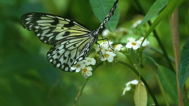 Close view of an zebra longwing butterfly flying around a flower in slow motion.	
