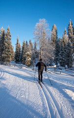 Cross country skiing in Lapland Finland