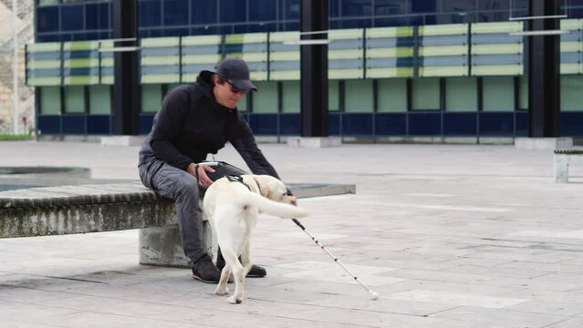 Young white Labrador learning, with a guide dog mobility instructor, to be an assistance dog to blind or visually impaired people, handheld shot.
