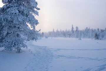 Winter landscape in Lapland Finland