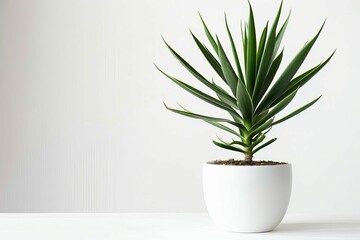 Tropical House Yucca Plant in Modern White Pot, Isolated Houseplant Photo - obrazy, fototapety, plakaty