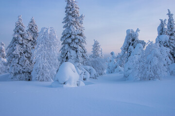 Winter forest in the mountains in Lapland Finland