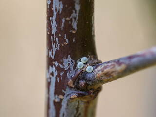 Three Brown Hairstreak Eggs on Blackthorn
