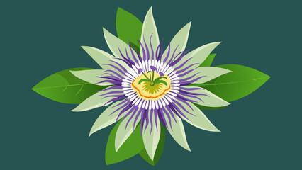 Discover the Beauty Passionflower Vector Art for Stunning Designs