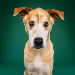 Beautiful mutt dog isolated on green background. looking at camera .front view.dog studio portrait.
happy dog .dog isolated .puppy isolated .puppy closeup face,indoors.cute puppy isolated .