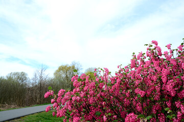 Obraz premium Busch mit roten Blüten