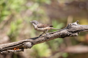 Whitethroat bird perched on a thistle branch. Plain green background. 