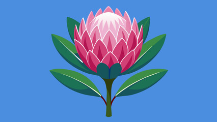 Beautiful Protea Flower Vector Illustrations Enhance Your Designs with Stunning Floral Graphics