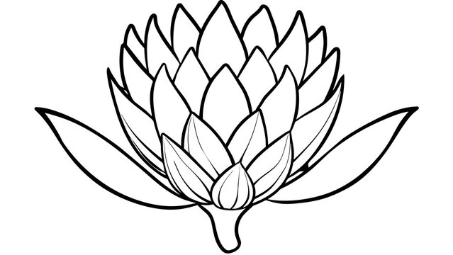 Beautiful Protea Flower Vector Illustrations Enhance Your Designs with Stunning Floral Graphics