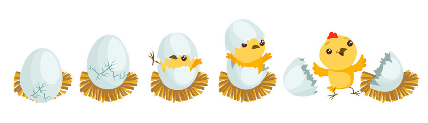 Chicken hatching stages. Gradual hatch of little chicken from egg. Easter mascot. Yellow fluffy bird birth. Domestic animal. Nestling breaking shell process. Splendid vector concept