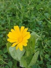 Blooming flowers of Spring