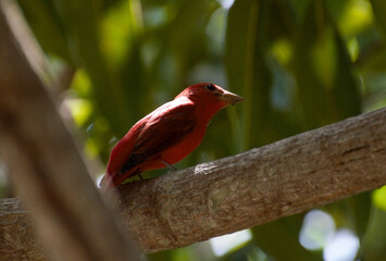 Cardenal ave