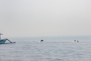 Naklejka premium BALI, LOVINA, INDONESIA - NOVEMBER 10, 2023: Tourists looking for dolphins from boats at Lovina beach of Bali. Popular activities for visitors include early-morning boat trips to see dolphins.