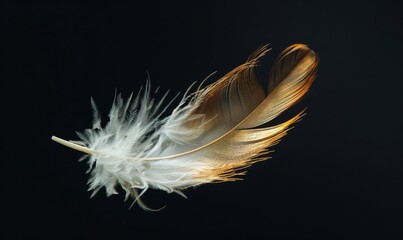 A single white feather contrasts against a stark black background