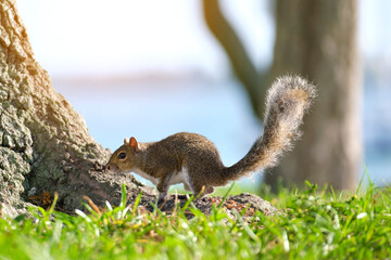 Beautiful wild gray squirrel in summer town park