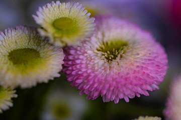 Fototapeta premium flowers,spring,rest, colors, life, background