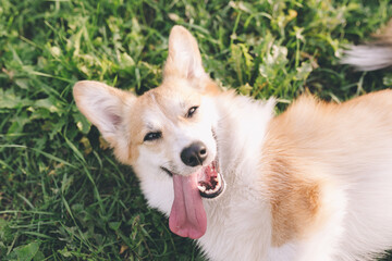 corgi dog on the street, funny