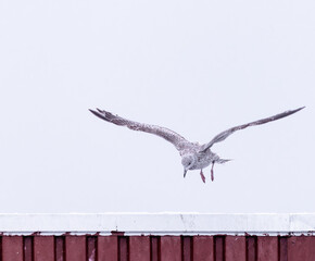 seagull in flight - 773418160