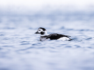 arctic duck on the sea - 773418176