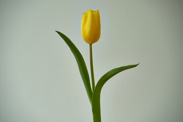 tulipan  - obrazy, fototapety, plakaty