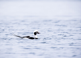 long-tailed duck  - 773418323