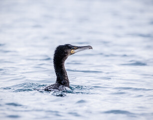 cormoran on the water