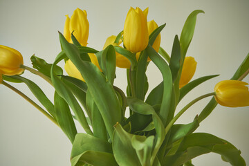 żółte tulipany  - obrazy, fototapety, plakaty