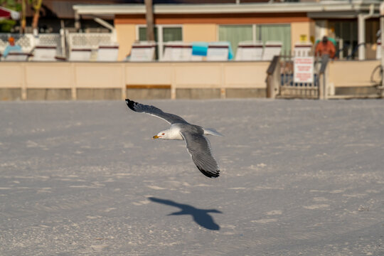 seagull in flight on the beach
