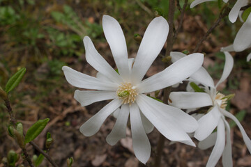 Biały kwiat. 