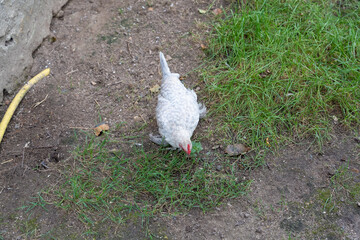 close-up of a white Booted Bantam (Gallus gallus domesticus) chicken