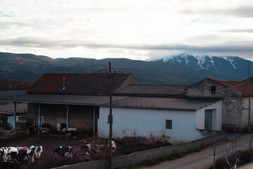 Fototapeta na wymiar A herd of cows stands outside a white, old building with a mountain range in the background