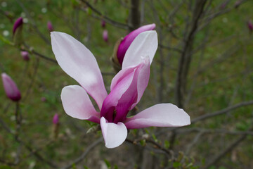 Magnolia kwiat. 