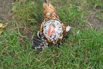 close-up of a brown and white mottled Booted Bantam chicken (Gallus gallus domesticus)